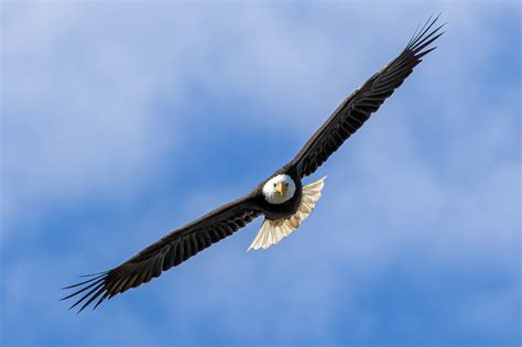 Eagle, Eagle in Flight, Digital Download, Wildlife Photography, Nature ...