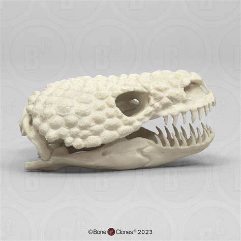 Gila Monster Skull - Bone Clones - Osteological Reproductions