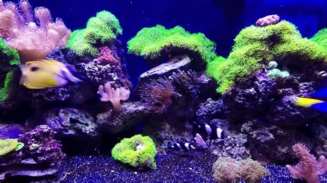 150 Gallon Reef Nov 28 2018 Youtube