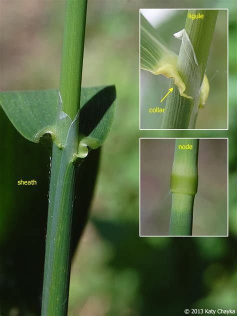 Extracting Dmt From Reed Canary Grass