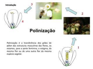 Qual A Importância Da Polinização - Breno Freitas - A Importância da Polinização | PDF