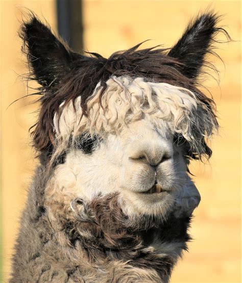 A Closeup Of A Alpaca Stock Image Image Of Confused 274913213