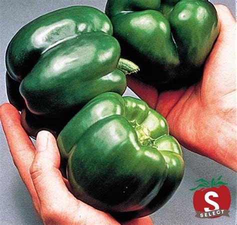 California Wonder Bell Pepper Seeds — Seeds 'n Such