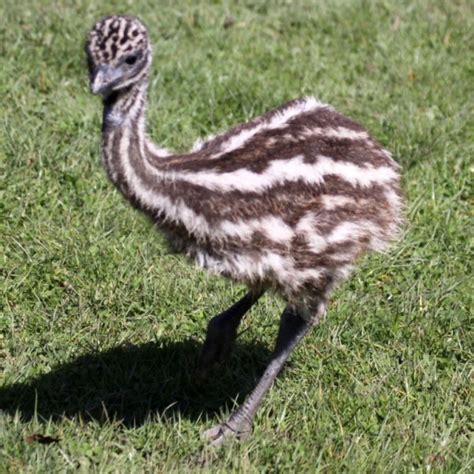 Emu Farming Information A Full Guide Agri Farming