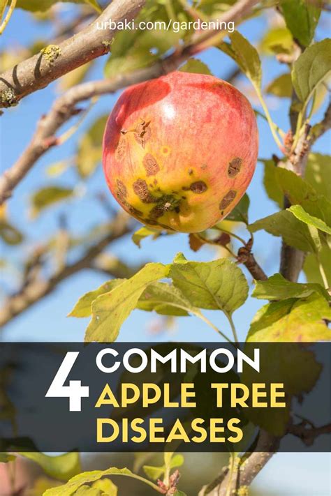 4 Common Apple Tree Diseases