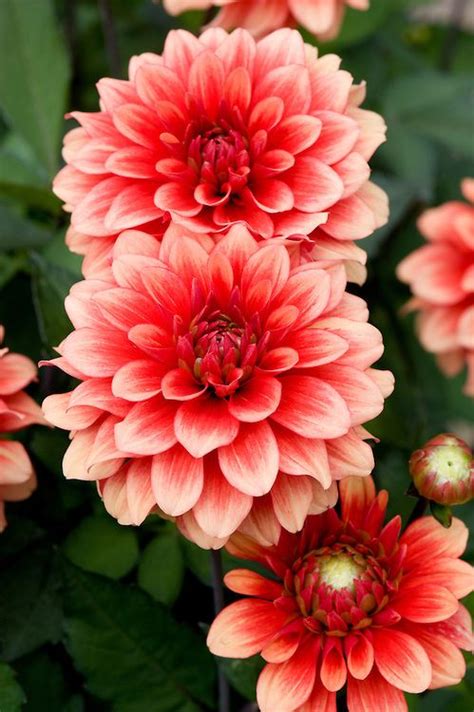 Dahlia Valerie McDonald Alan Buckingham Amazing Flowers Dahlia