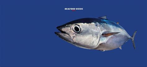 Seafood Guide: Mercury In Fish - Underwater360