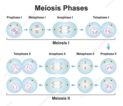 Meiosis Phases And Descriptions