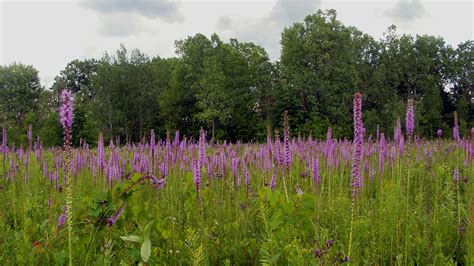 Algonac State Park | Michigan