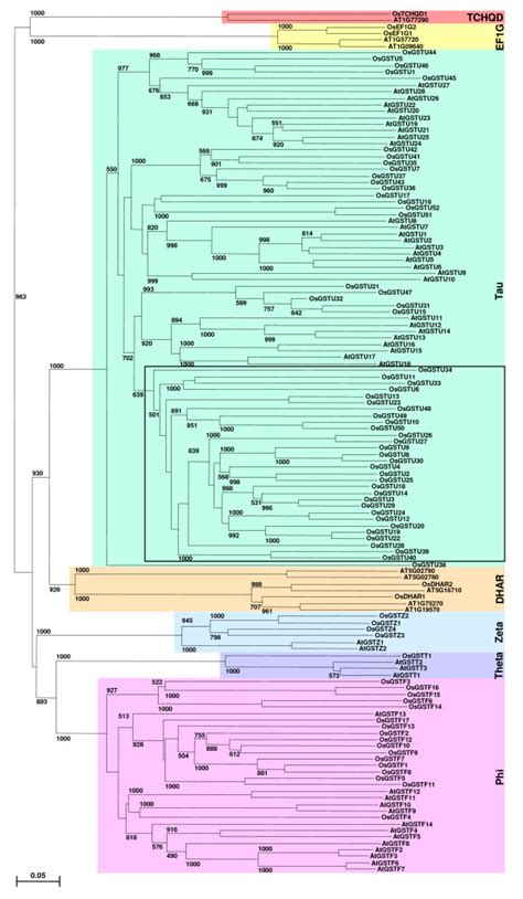 Phylogenetic Relationship Among Rice And Arabidopsis Gst Proteins And