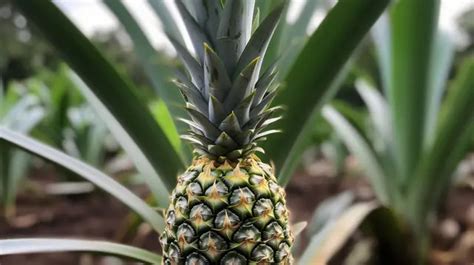 Tropical Pineapple Growing In A Field Background, Picture Of Pineapple ...