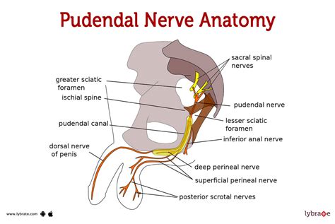 Ischial Spine Pudendal Nerve