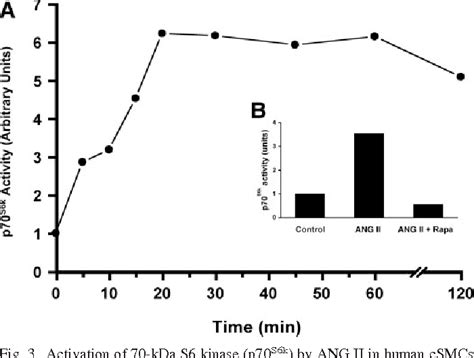 Figure 3 From ANG II Activates Effectors Of MTOR Via PI3 K Signaling In