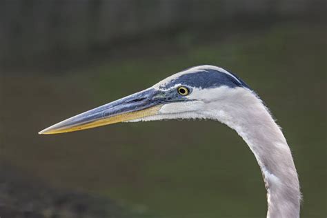 Great Blue Heron Close Up stock photo. Image of bird - 69497550