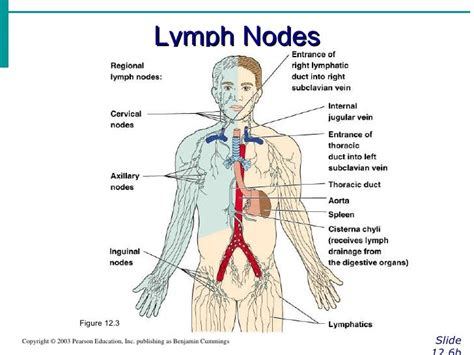 Lymphatic