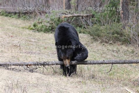 American Black Bear Ursus Americanus Banff National Park Kanada