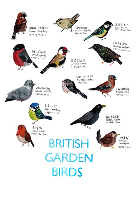 A3 British Garden Birds Poster - Etsy Ireland