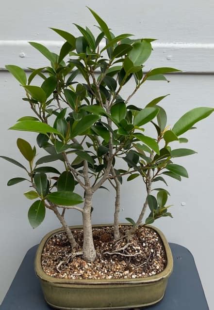 BONSAI 5 TREE PORT JACKSON FIGS Plants Gumtree Australia