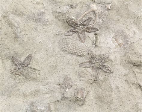 Ordovician Brittle Stars Stenaster And Other Fossils Ontario 49217