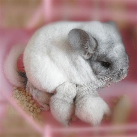 Gorgeous White Chinchilla Nursing Her Babies I Love The Focus On This