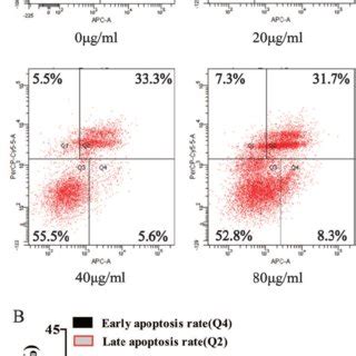 Maytenus Compound Promotes Apoptosis Of HCC Cells In Vitro A