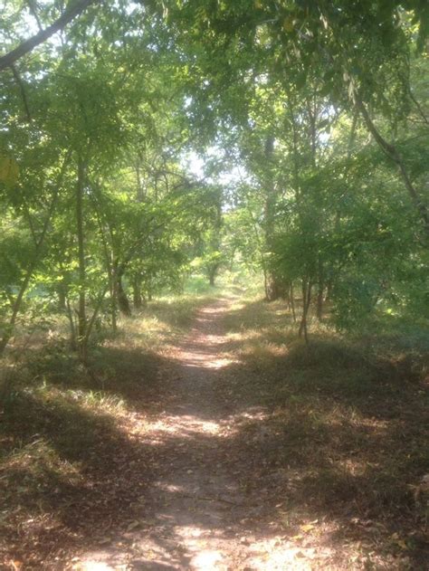 Арка из деревьев