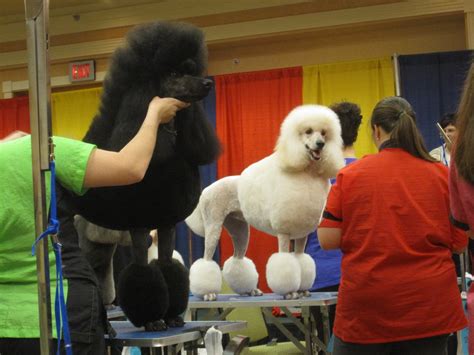 Continental cut and HCC - Poodle Forum - Standard Poodle, Toy Poodle, Miniature Poodle Forum ALL ...