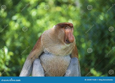 Familia De Proboscis Monkey Silvestre O Nasalis Larvatus En La Selva