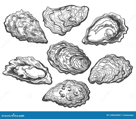 Oyster Shell Set Stock Vector Illustration Of Delicious