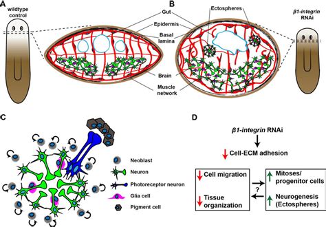 The β1 int RNAi phenotype A B Scheme of tissue organization in