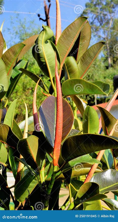 Closeup Of Blooming Flowers Of Ficus Elastic Also Known As India Rubber