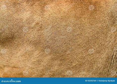 Real Lion Skin Texture Stock Image Image Of Predator 93293769