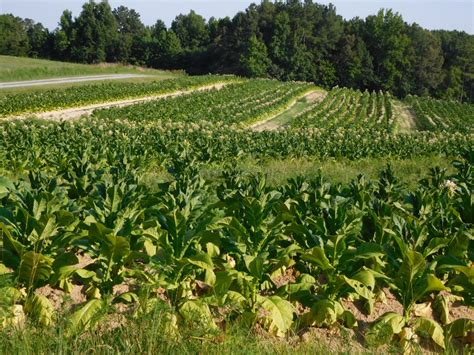 Tobacco Farming Equipment