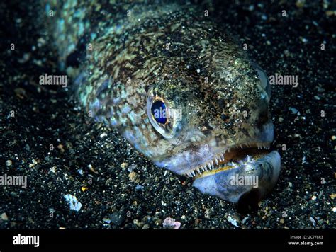 Crocodile Snake Eel Brachysomophis Crocodilinus In Sand Portrait