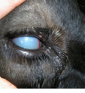 Cow Eyes