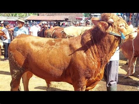 HARGA SAPI BAKALAN SUPER PASAR SAPI PURWANTORO 26 Juli 2023 YouTube