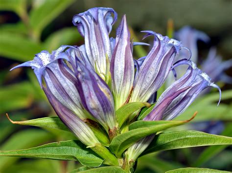 Горечавка бесстебельная Gentiana acaulis (66 фото) - фото - картинки и ...