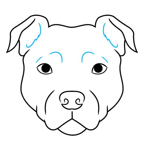 draw  pitbull face easy