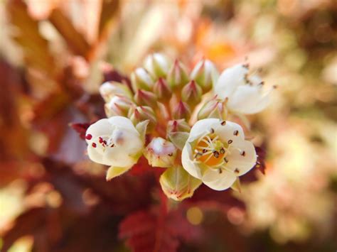 Gratis Billeder Natur Afdeling Blomst Kvinde Hvid Fotografering