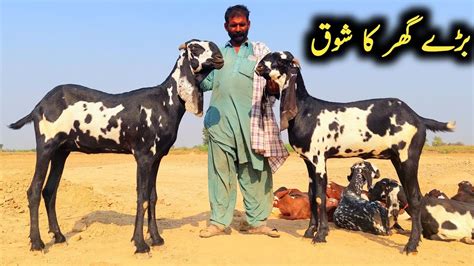 World Biggest Beetal GoatS Of Baba Shedi Baba Shedi Ki Bakriyan Sahiwal