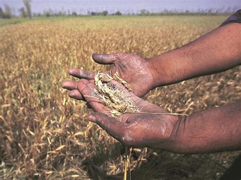 Rabi crops wheat and mustard acreage better than last year, shows data - 'Business Standard ...