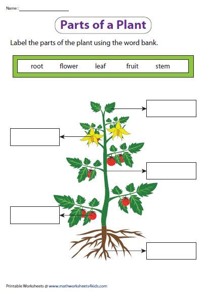 Printable Parts Of A Plant