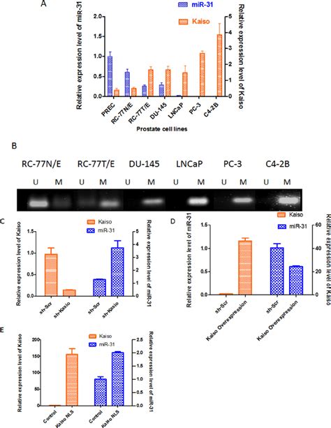 Mir 31 Expression Is Reversely Correlated With Kaiso Expression In