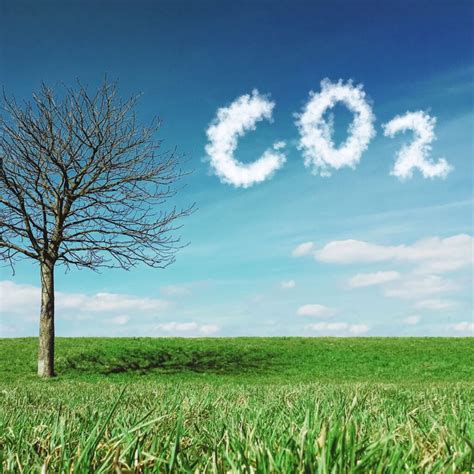 How To Create Carbon Dioxide For Your Plants The Rex Garden