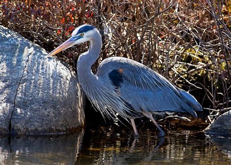 Great Blue Heron Bird Animal Free Photo On Pixabay Pixabay