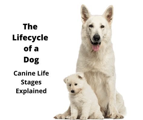 The Life Cycle of a Dog: Canine Lifestages Explained ...