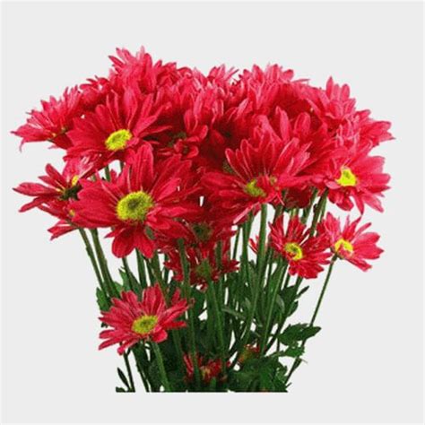 DIY Thanksgiving Flower Pack - Wholesale - Blooms By The Box