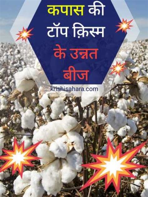 टॉप कपास की उन्नत किस्में कौन कौन सी है Improved Varieties Of Cotton कृषि सहारा