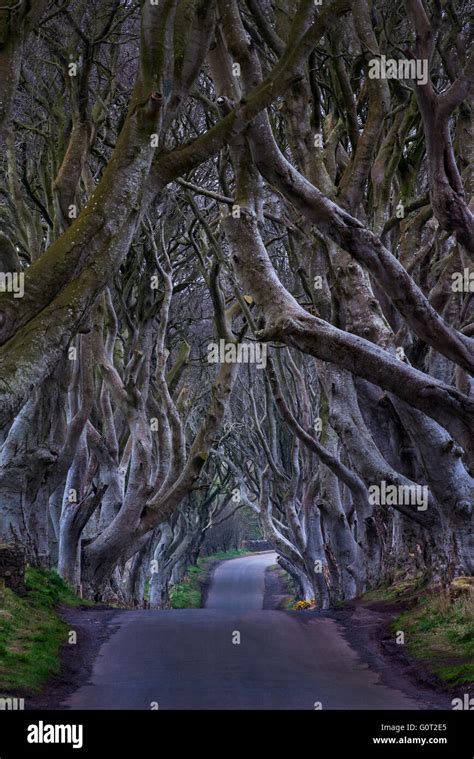 The Dark Hedges Near Ballymoney Co Antrim Northern Ireland Featured