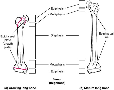 6 4 Bone Formation And Development Anatomy And Physiology